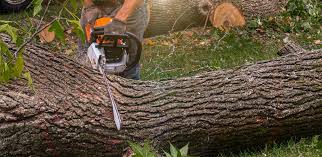 Best Lawn Disease Treatment  in Laurel Hill, VA