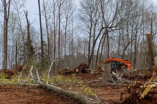 Best Seasonal Cleanup (Spring/Fall)  in Laurel Hill, VA