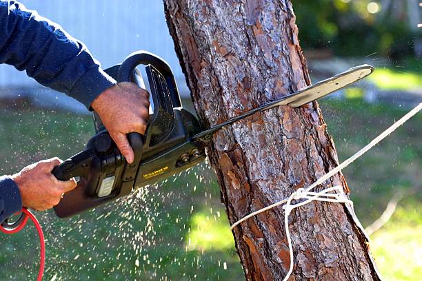 Best Lawn Maintenance Plans  in Laurel Hill, VA