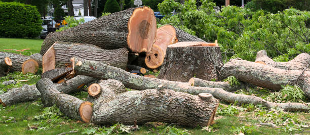 Best Storm Damage Tree Cleanup  in Laurel Hill, VA