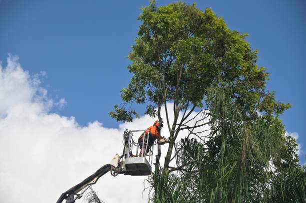 Lawn Maintenance Plans in Laurel Hill, VA