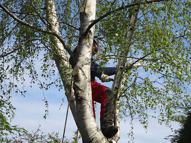 Best Arborist Consultation Services  in Laurel Hill, VA
