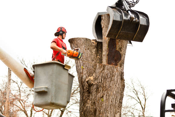 Best Tree Maintenance Programs  in Laurel Hill, VA
