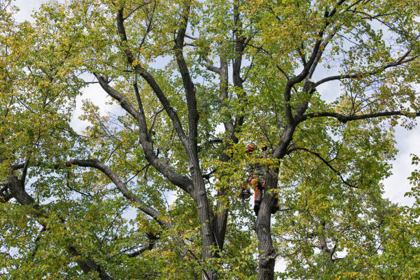 Best Utility Line Clearance  in Laurel Hill, VA