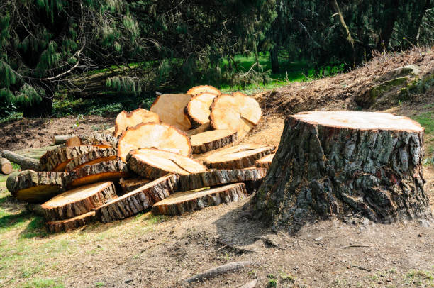 Reliable Laurel Hill, VA Tree Care Solutions